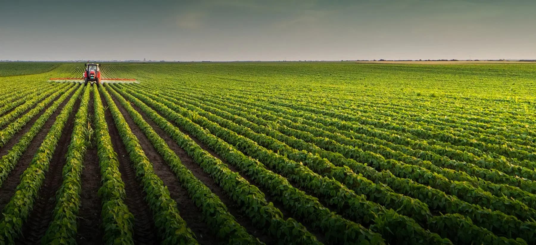 Plantação de soja com trator